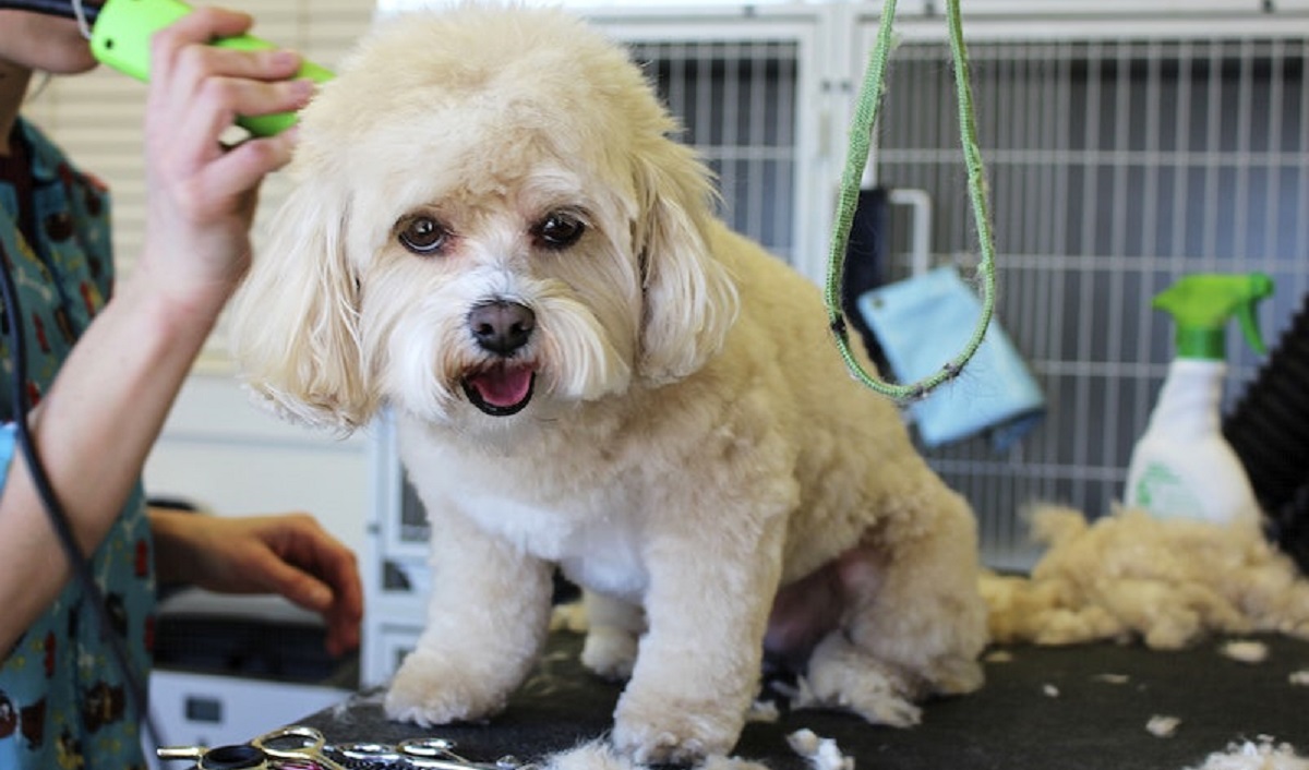 Best pet care store in Mumbai - Top Groomers - The Pet Directory