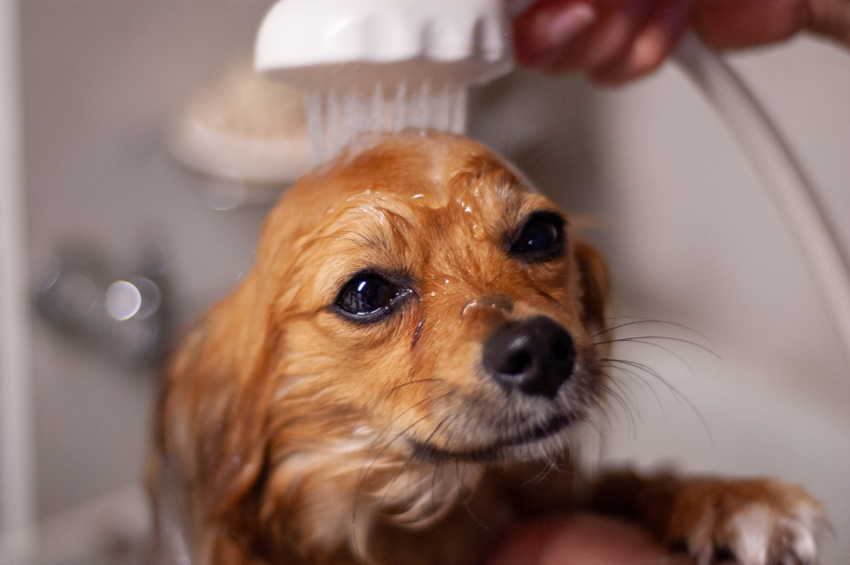 Pet Grooming in Mumbai, Dog, Pet Salon in Mumbai